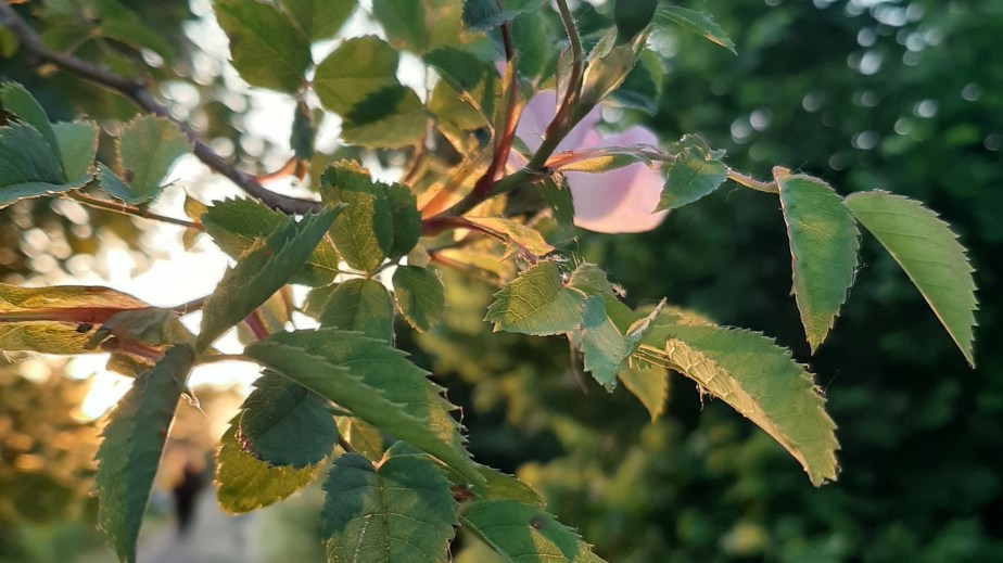 Paper Swans Press Single Poem&nbsp;Competition